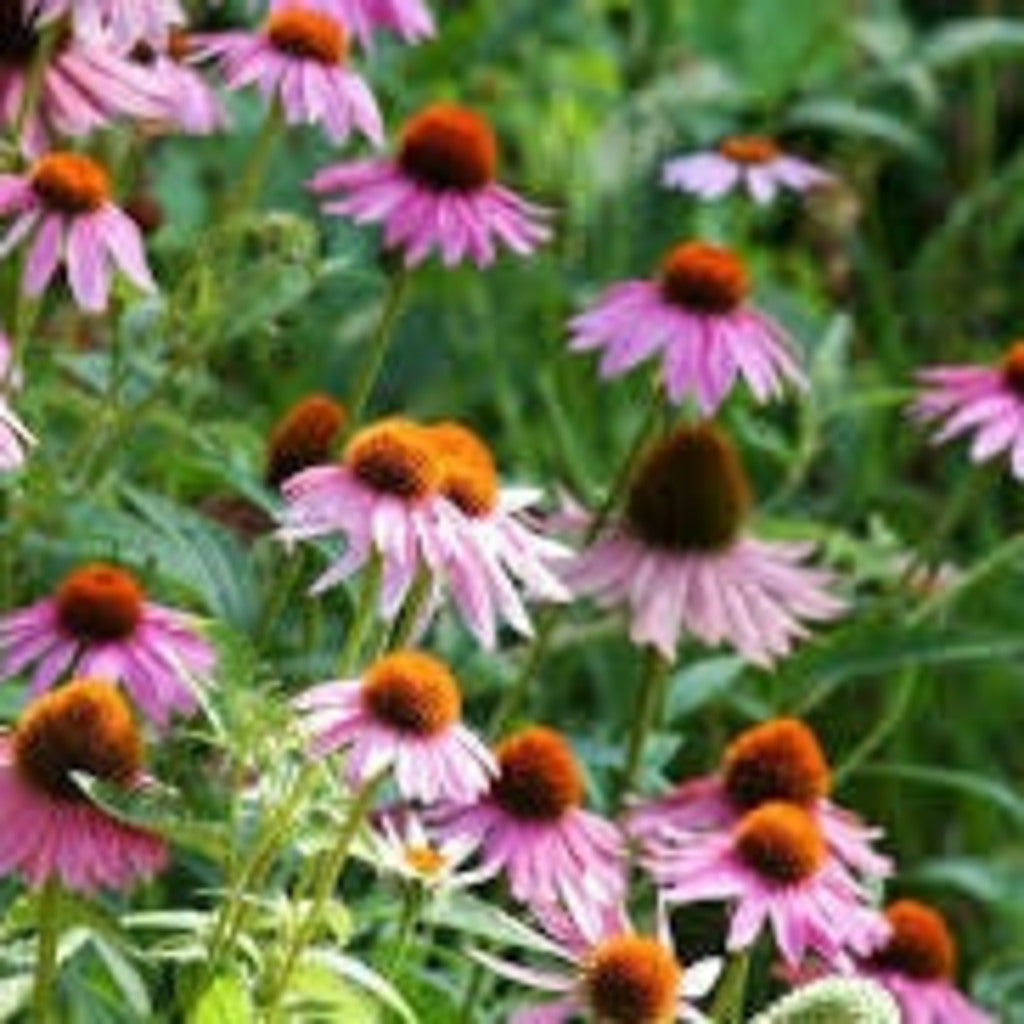 Purple Cone Flower Seeds - 100 Count, Echinacea Purpurea, Native Perennial, Zones 3-9