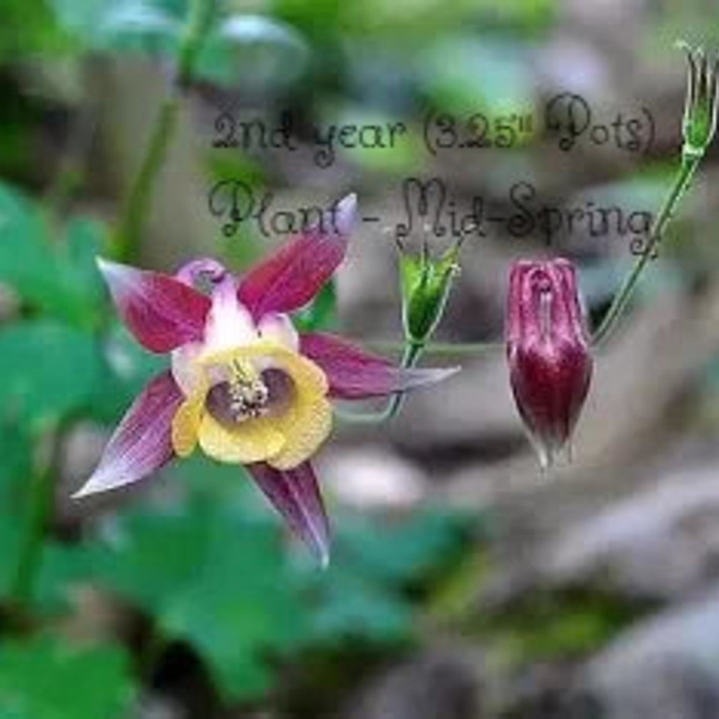 Aquilegia oxysepala flowering columbine plant