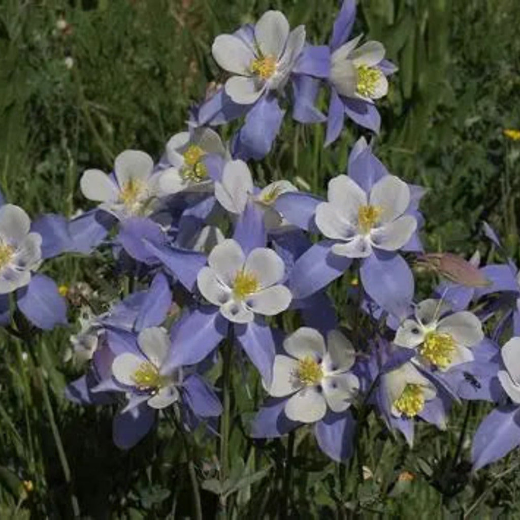 Rocky Mountain Columbine Plants - Blue-White Blooms, Native Perennial, Part Shade, Zones 3-8 — plant detail