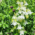 Steep Hill Garden White Alba Columbine