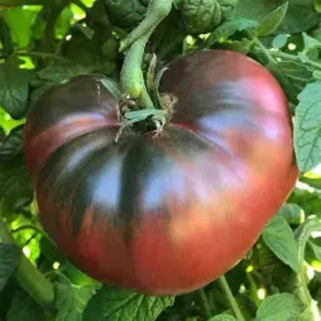 PRE-ORDER Cherokee Purple Tomato Live Plants