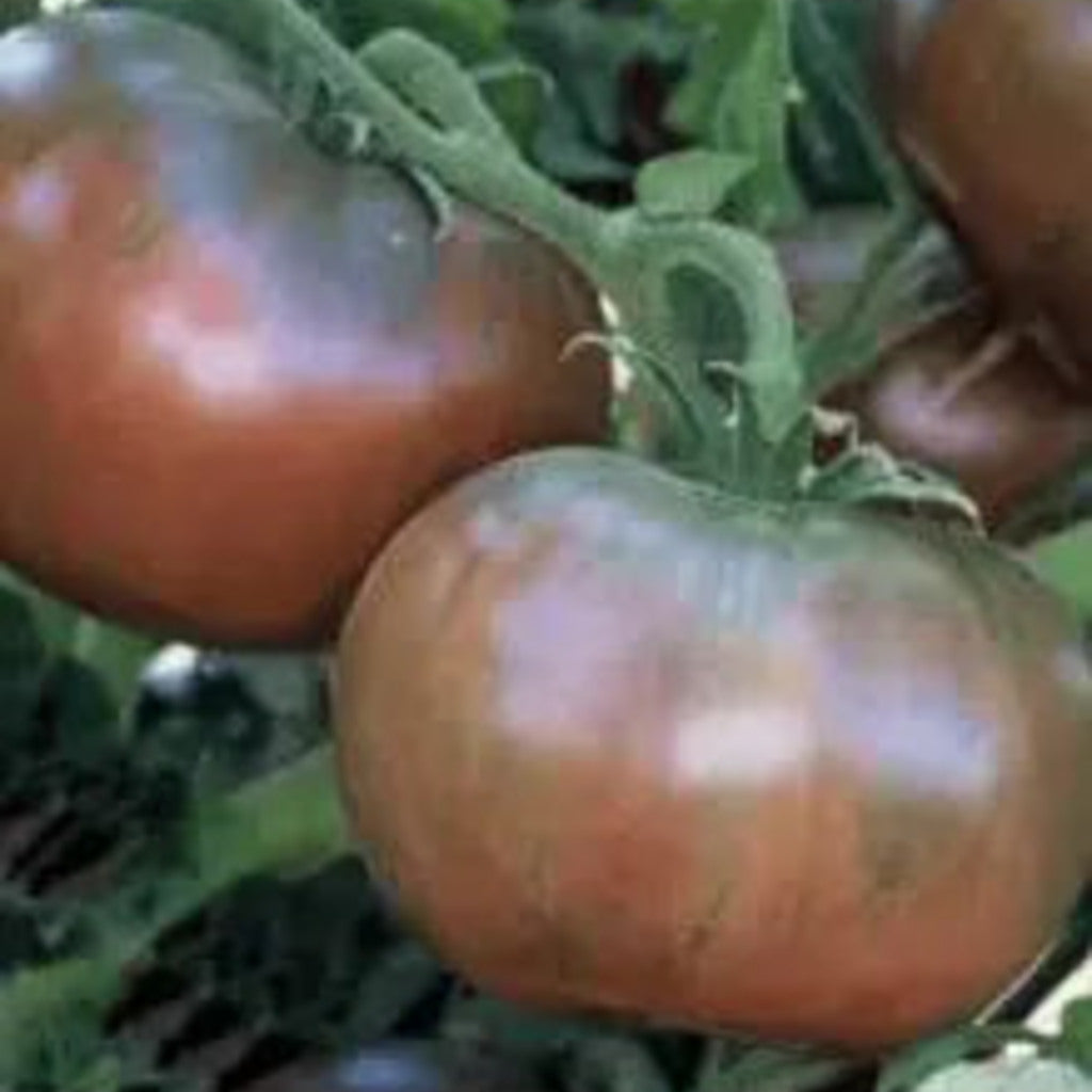 PRE-ORDER Cherokee Purple Tomato Live Plants — plant detail