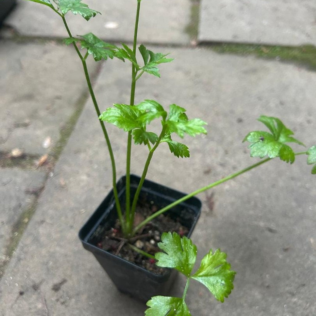 Giant Prague Celeriac (Apium graveolens var. rapaceum) Live Plants – Celery Root, Gourmet Vegetable — young seedling