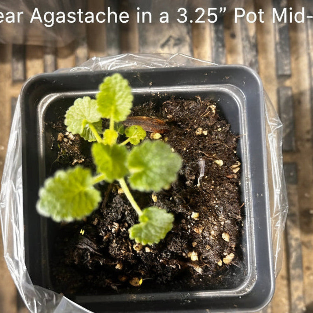 Anise Hyssop 'White Giant' Live Plant (Agastache rugosa) – Fragrant Perennial, Pollinator-Friendly, Zones 4–9 — plant detail