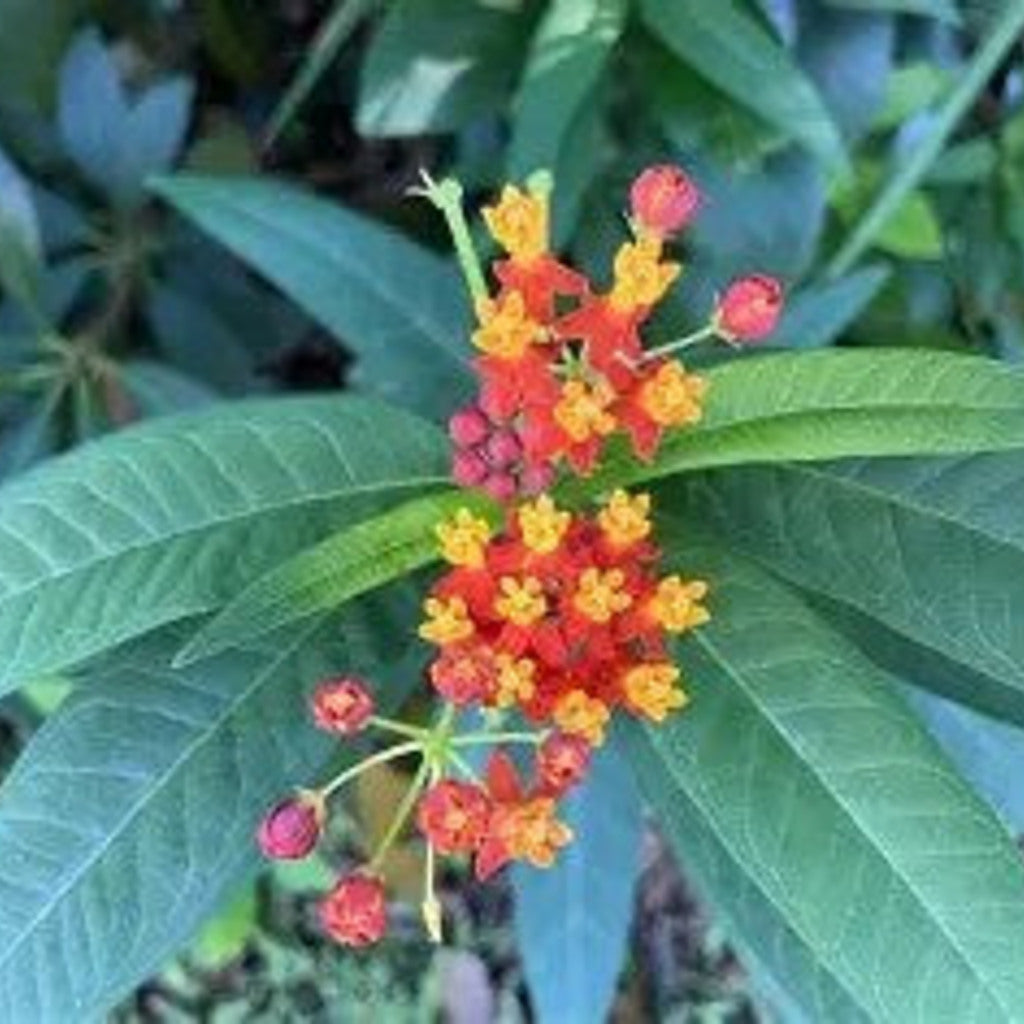 Tropical Milkweed Live Plants — plant detail