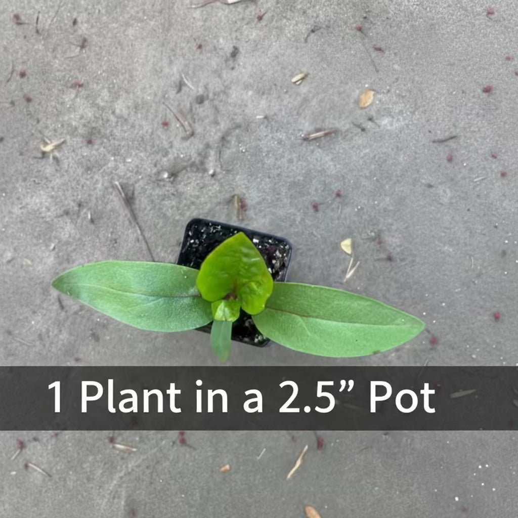 Red Malabar Spinach Plants, Annual Vegetable, Full Sun — plant detail