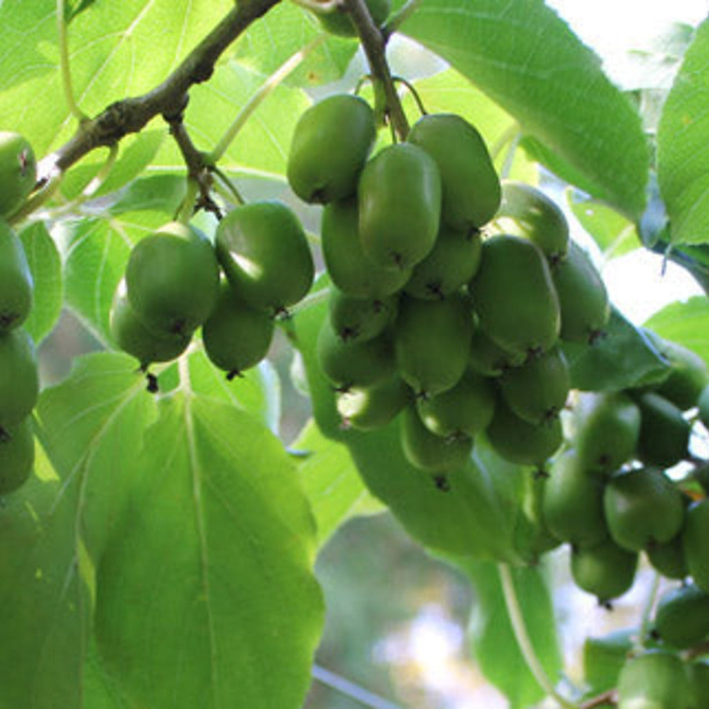 Hardy Kiwi Stem Cuttings - Anna - Ananasnaya Female & Meader Male, Edible Fruit Vine Propagation — plant detail