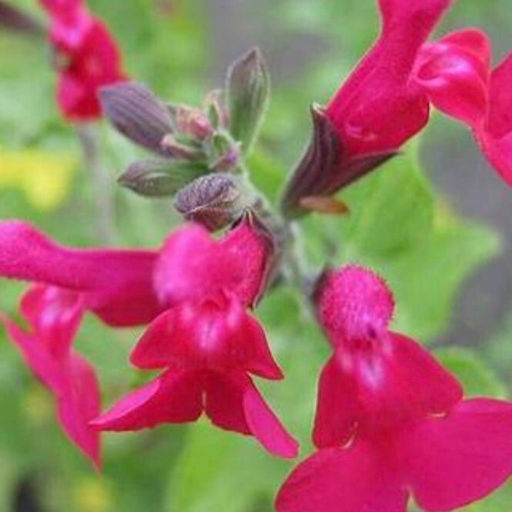 San Carlos Festival Salvia purple-pink flowers and foliage