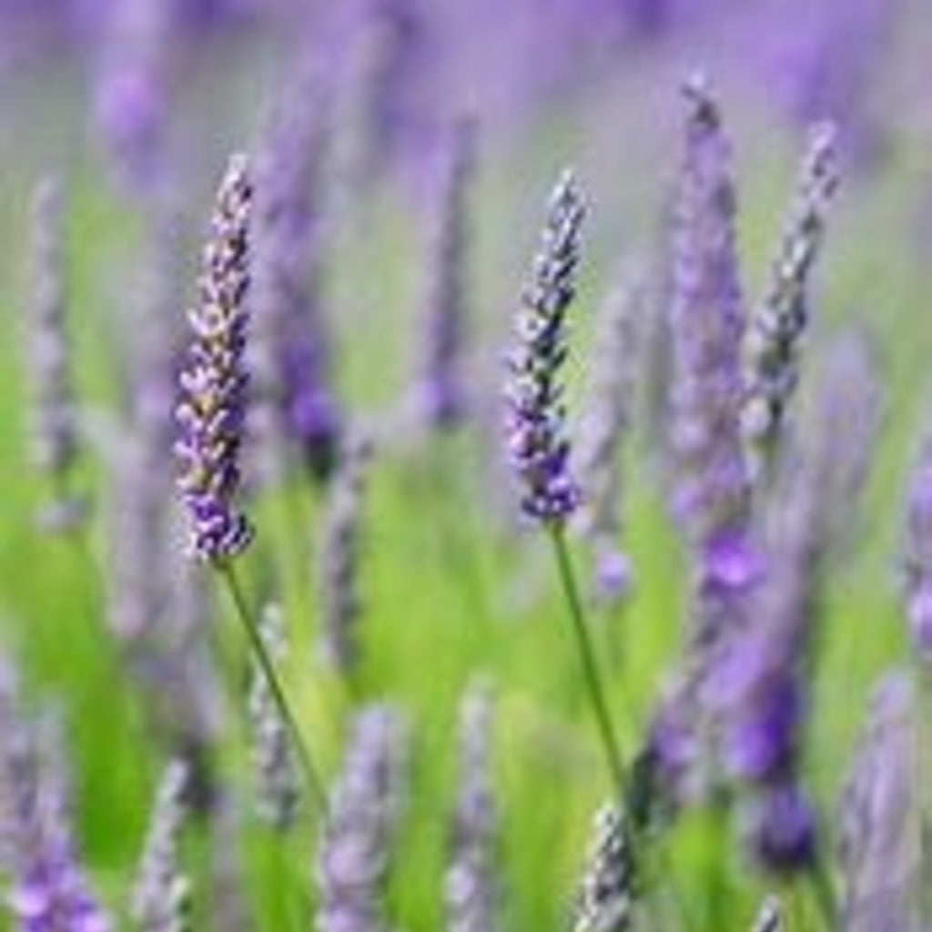 True English Lavender Live Plant – Lavandula angustifolia – Fragrant Perennial Herb