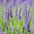 True English Lavender Live Plant – Lavandula angustifolia – Fragrant Perennial Herb