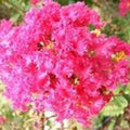 Pink Crape Myrtle (Lagerstroemia indica) pink summer flowers