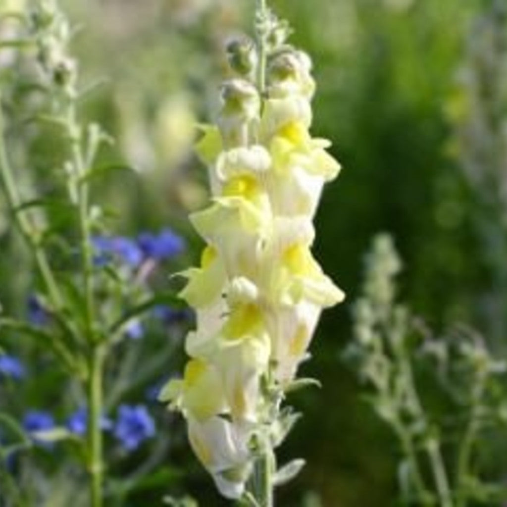 Perennial Snapdragon (Antirrhinum braun-blanquetii)