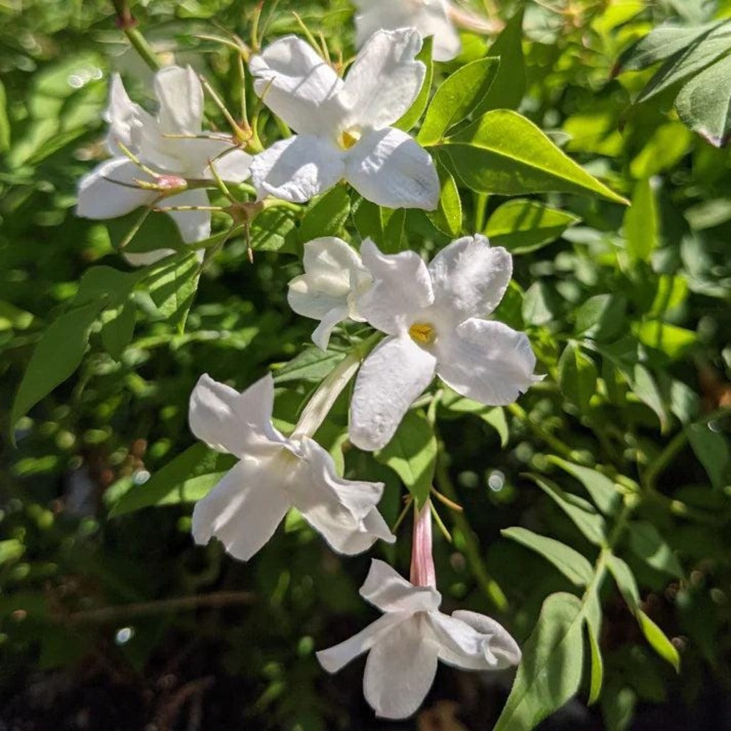 Hardy Jasmine Live Plant – Jasminum officinale – Fragrant White Flowering Vine