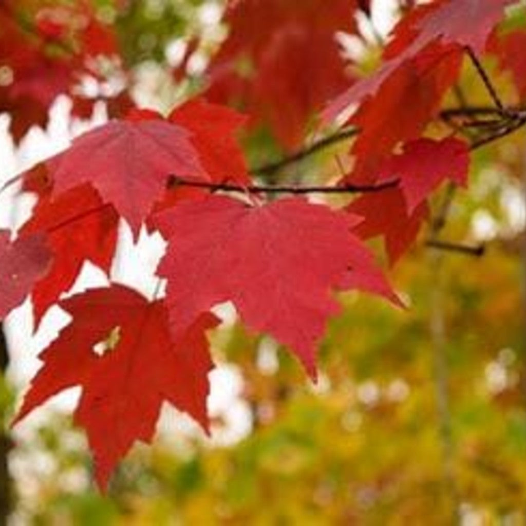 Red Maple Live Tree – Acer rubrum — plant detail
