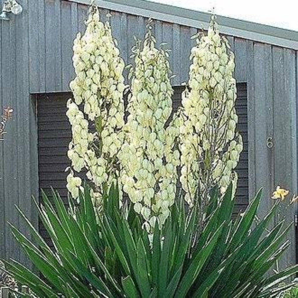 Adam's Needle Yucca Live Plant – Yucca filamentosa