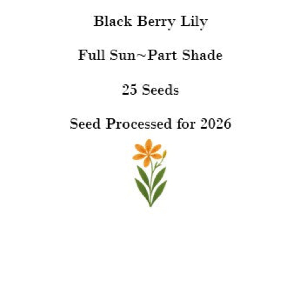 Blackberry Lily Seeds - 25 Count, Leopard Flower, Orange Spotted Blooms, Zones 5-10 — fruit