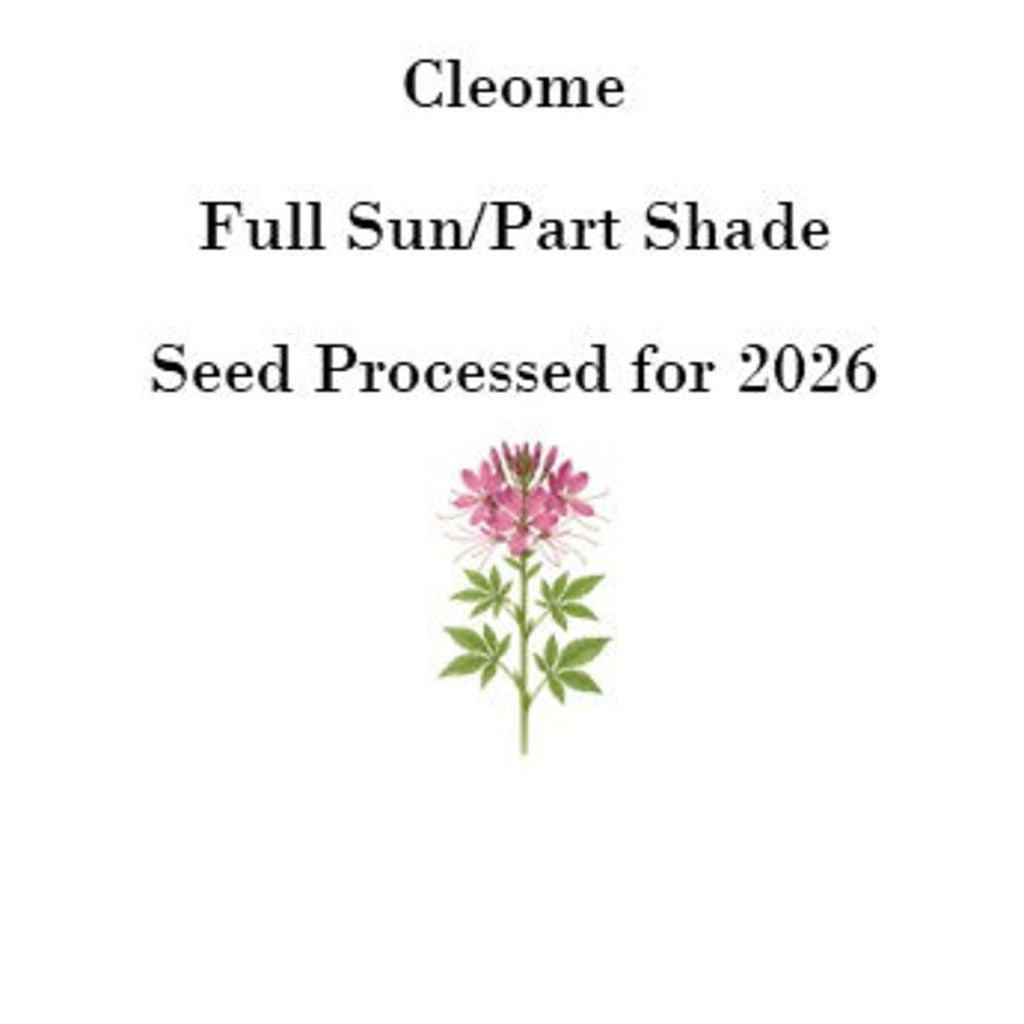 Cleome Seeds (Spider Flower) – 50 Seeds, Self-Seeding Annual, Pink & Purple Blooms — seed packet front