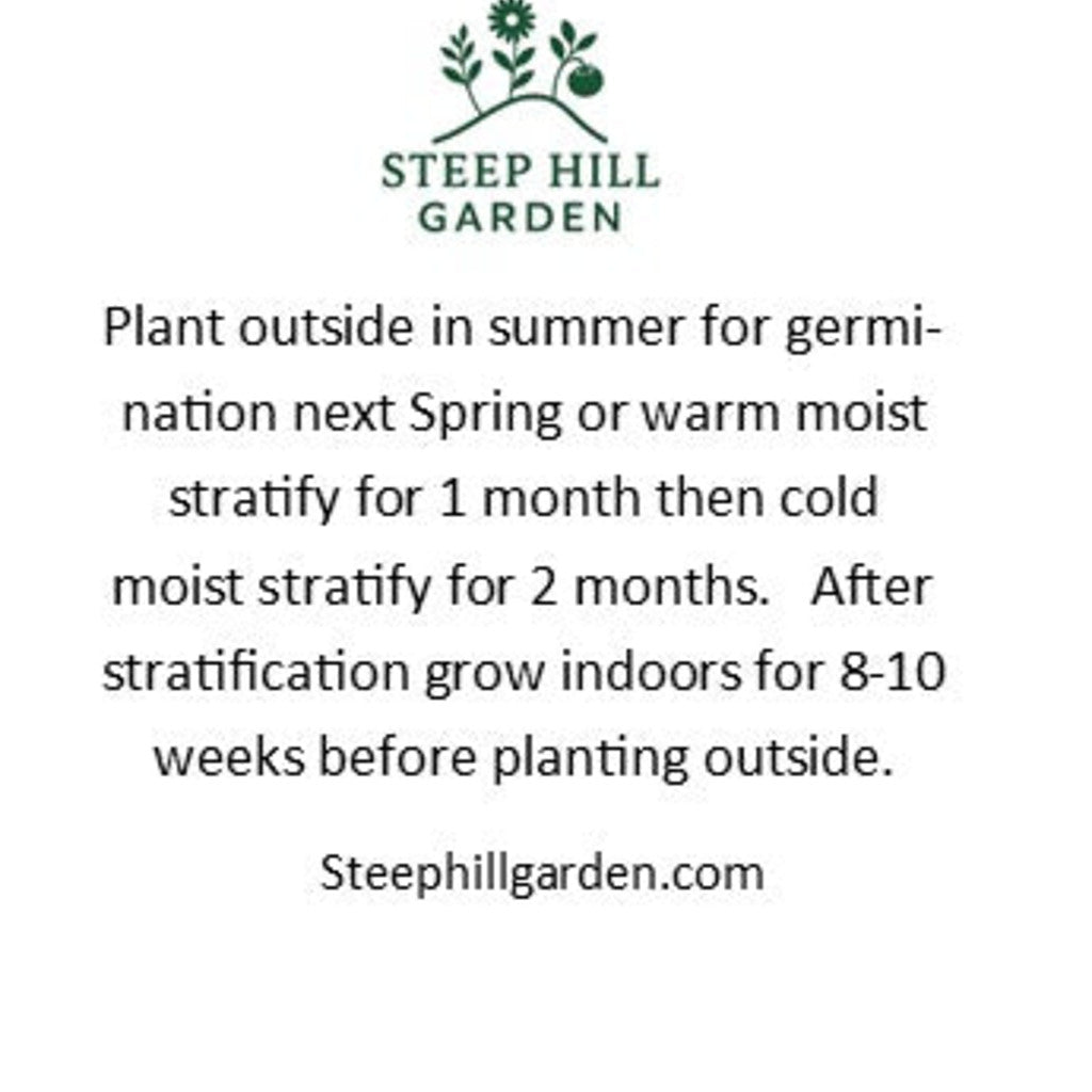 Woodland Poppy Seeds, Native Woodland Perennial, Yellow Spring Blooms, Zones 4-9 — seed packet back