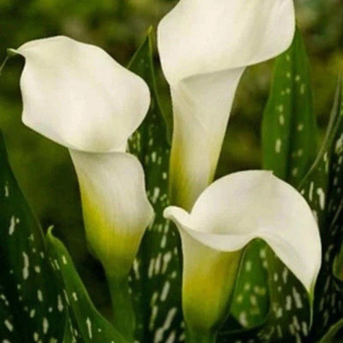 Albomaculata Calla Lily Bulbs