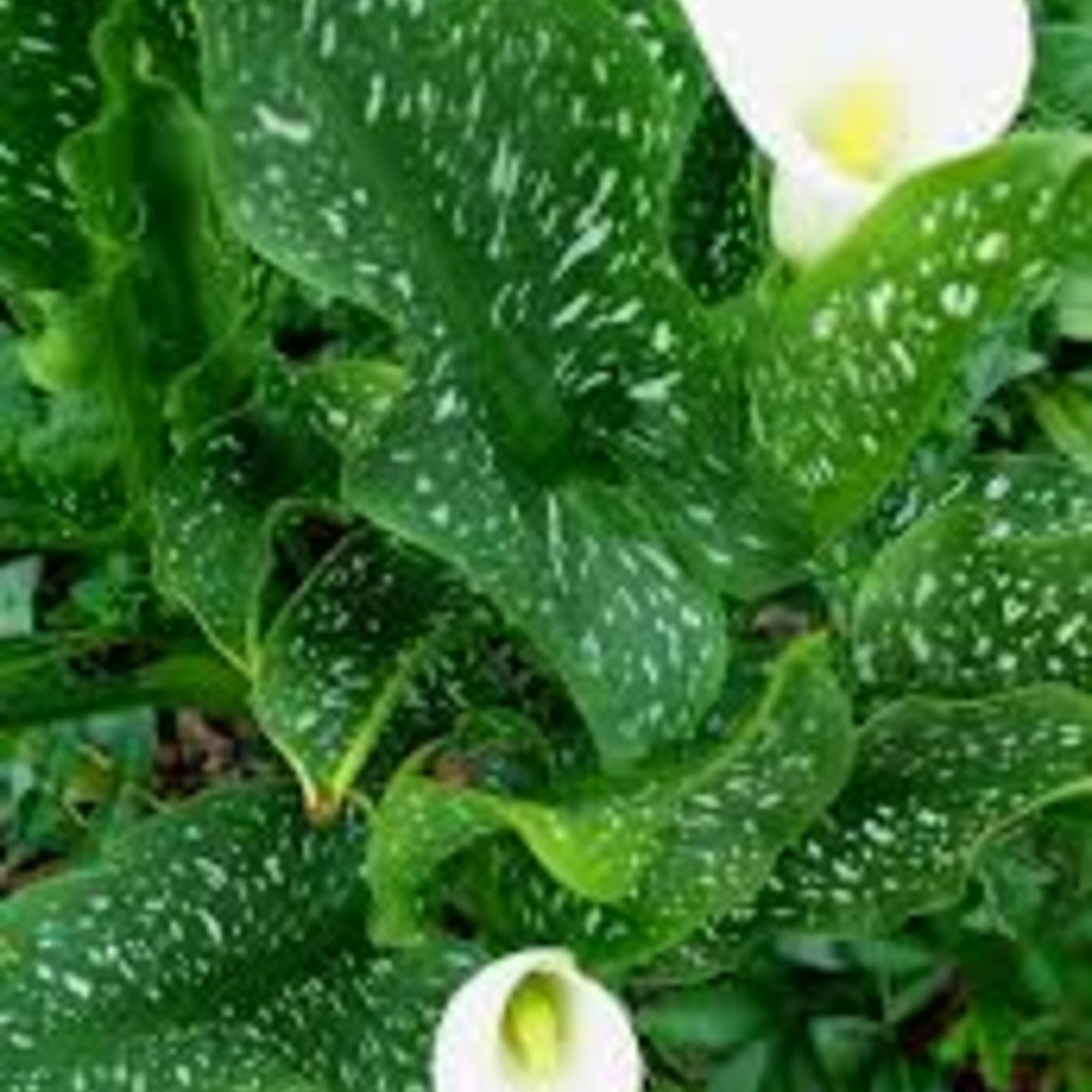 Albomaculata Calla Lily Bulbs — plant detail
