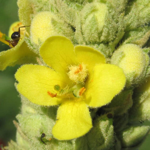 Common Mullein Seeds - Verbascum thapsus | 100 Seeds