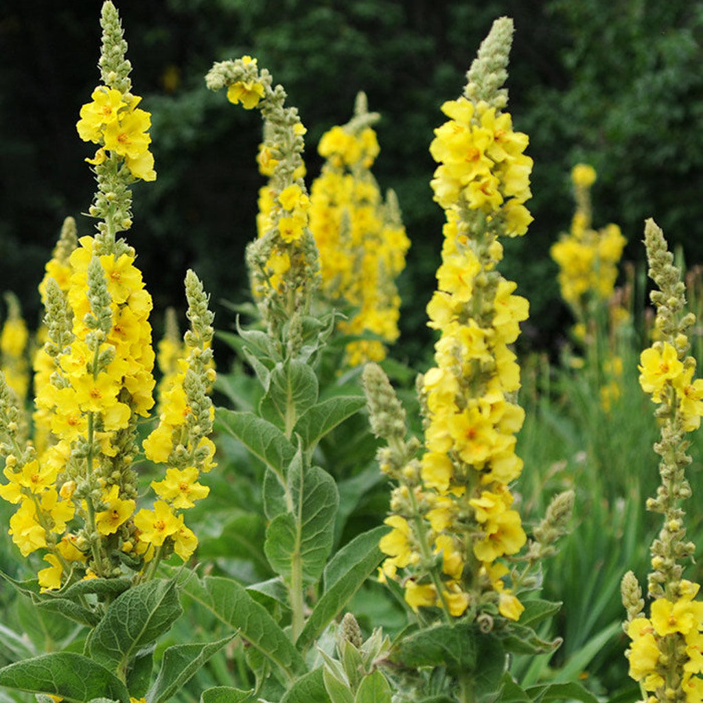 Common Mullein Seeds - Verbascum thapsus | 100 Seeds — plant detail