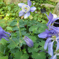 Siberian Columbine (Aquilegia sibirica) purple flowering perennial