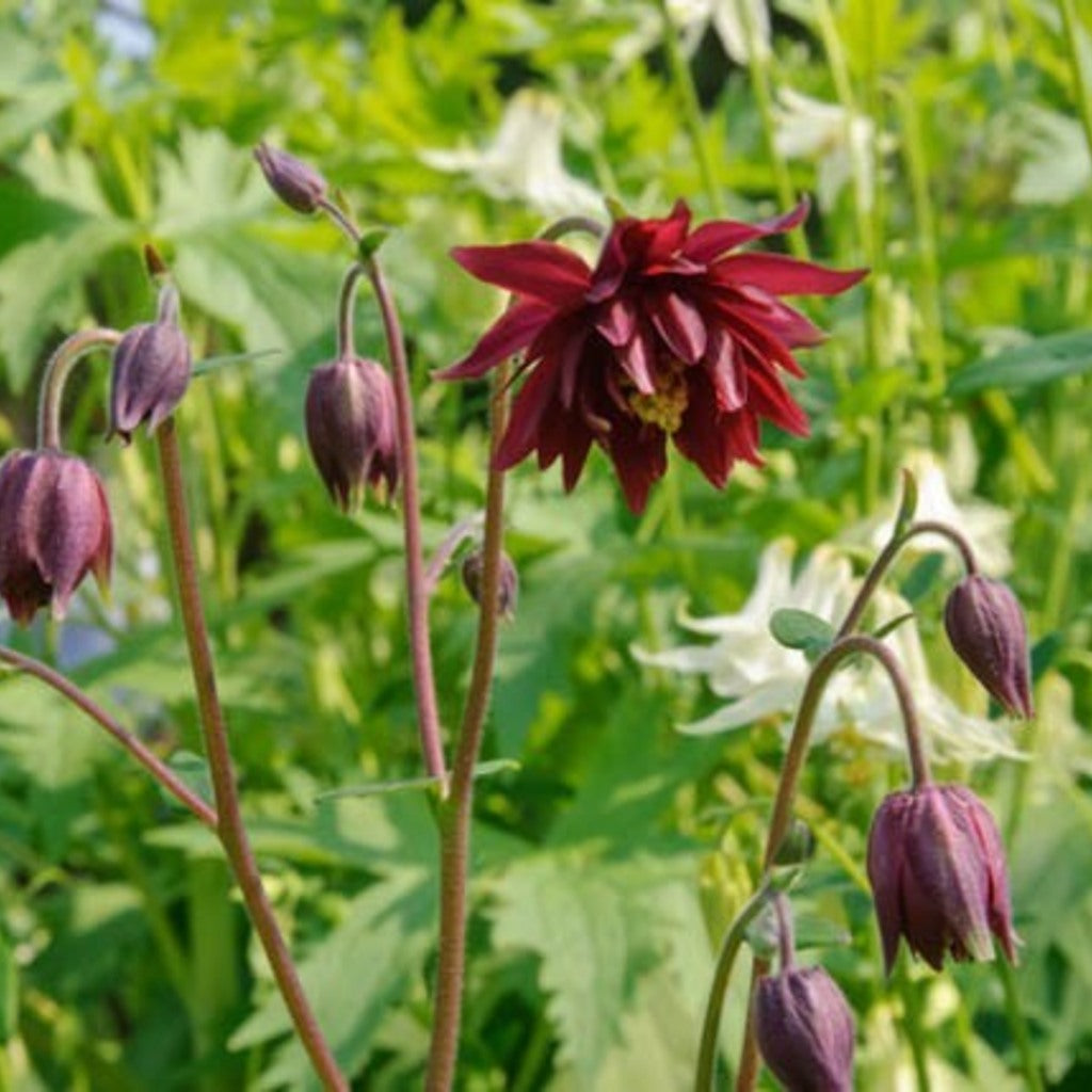 Ruby Port Columbine (Aquilegia vulgaris 'Ruby Port') burgundy flowers