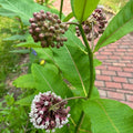 Common Milkweed Seeds – Asclepias syriaca