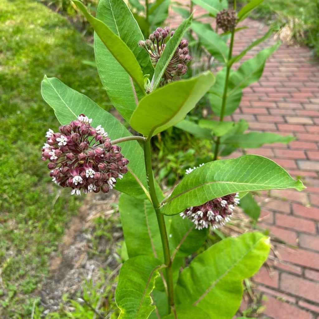 Common Milkweed Seeds – Asclepias syriaca — plant detail