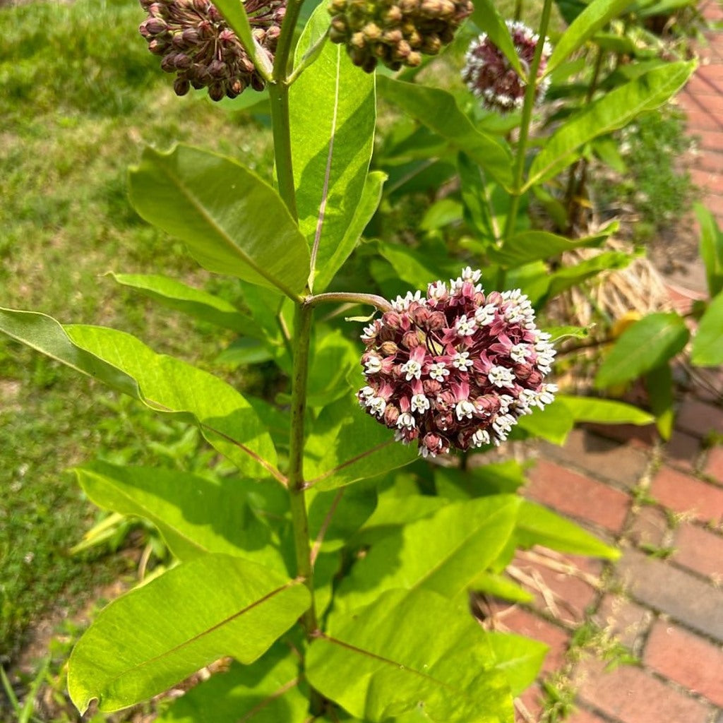 Common Milkweed Seeds – Asclepias syriaca — plant detail
