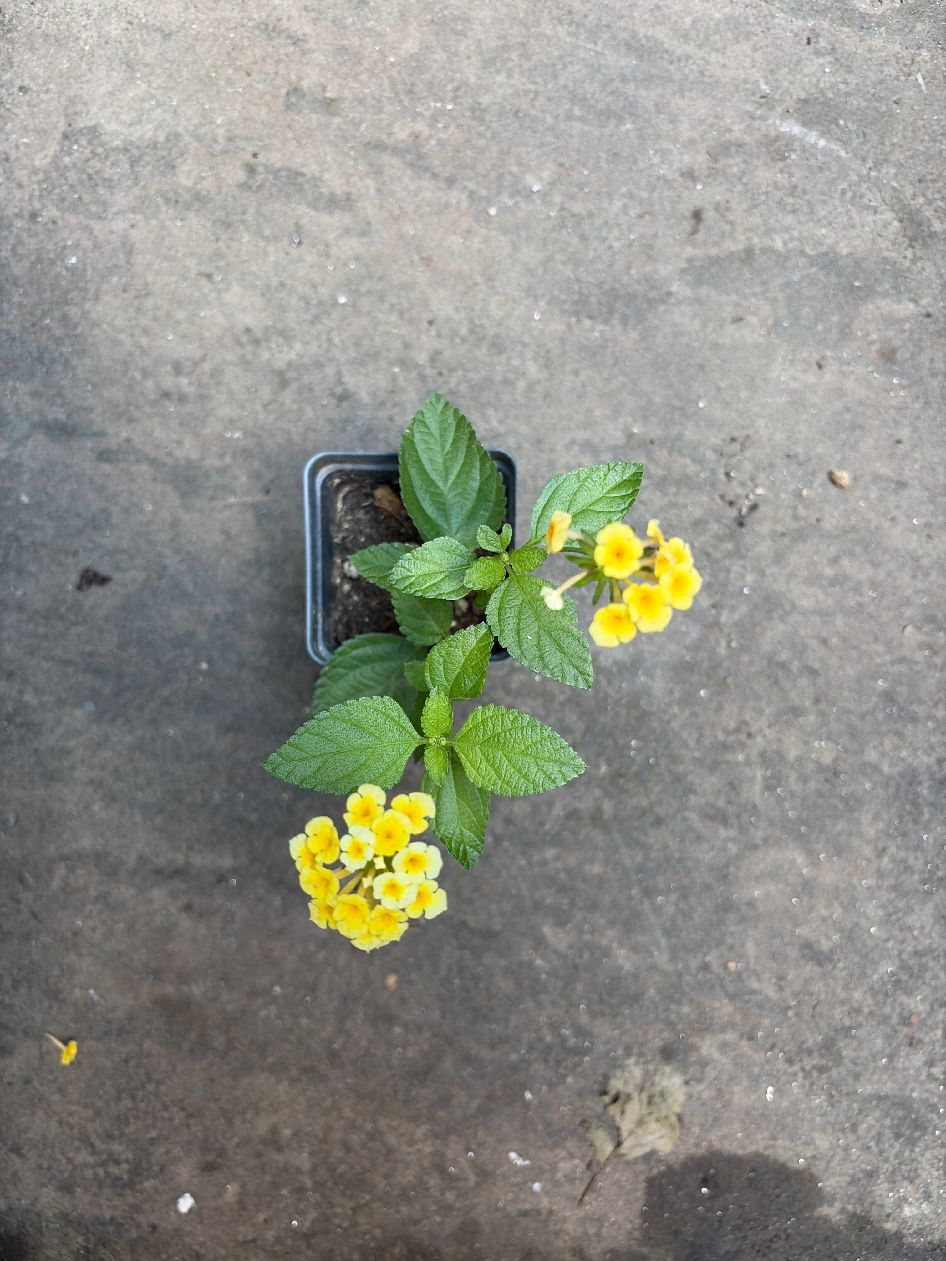 Chapel Hill Yellow Hardy Lantana Live Plant – Hardy Perennial, Butterfly Magnet, Zones 7+ — plant detail