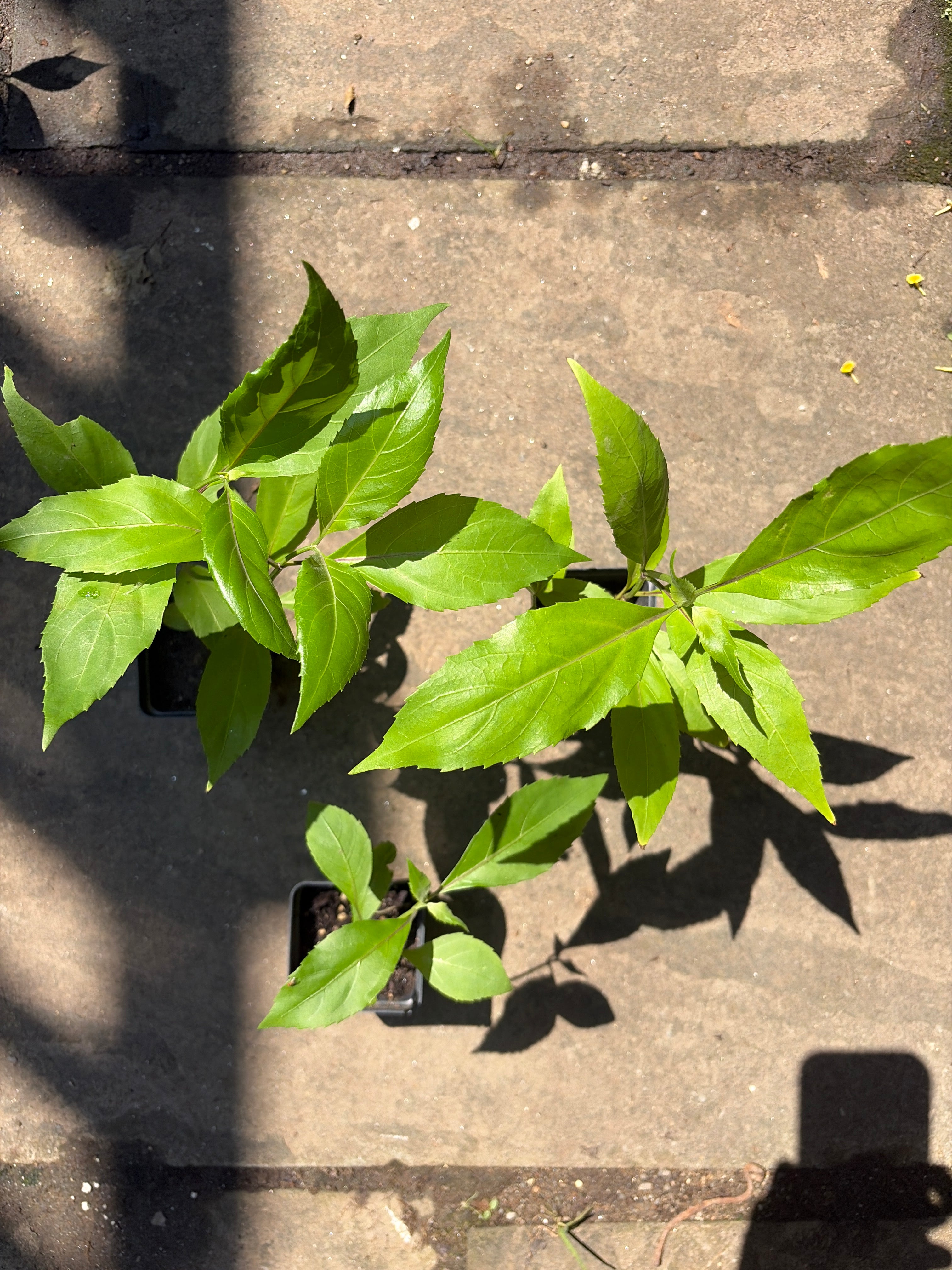 Belize Sage Live Plant (Salvia miniata) – Hummingbird & Pollinator Perennial, Zones 9–11 — plant detail