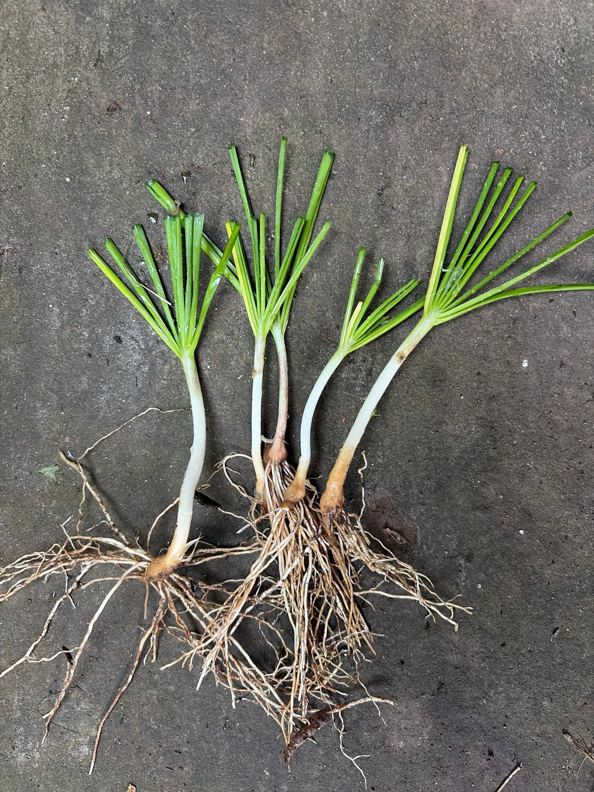 Garlic Chive Live Plants (Allium tuberosum) – Edible Perennial Herb, Zones 3–9