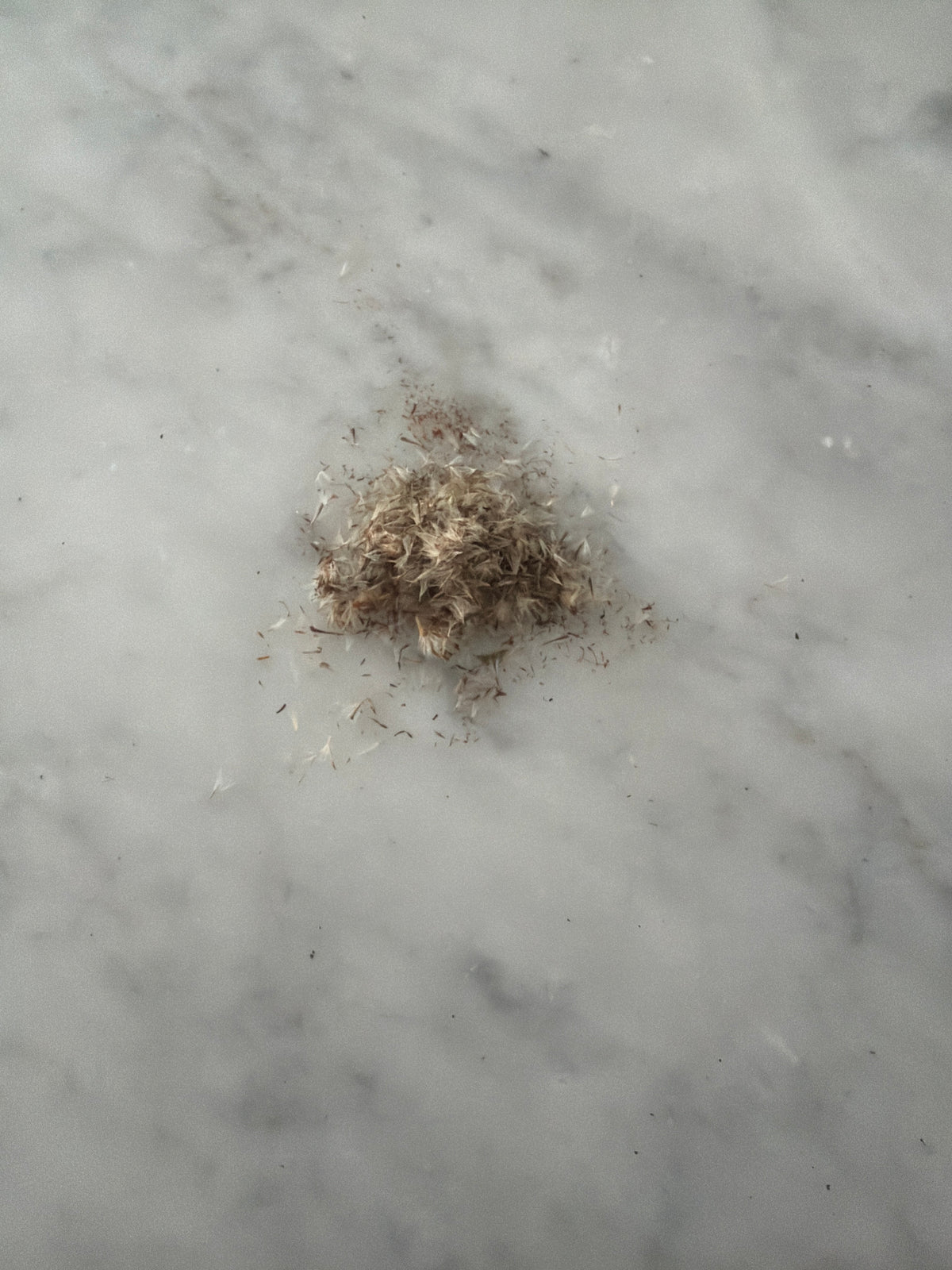 Goldenrod (Solidago altissima) Seeds – Native Pollinator Perennial – Cold Stratification Recommended