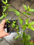 Spearmint - Edible Herb Plant, Refreshing Tea & Cooking, Zones 3-11 — plant detail