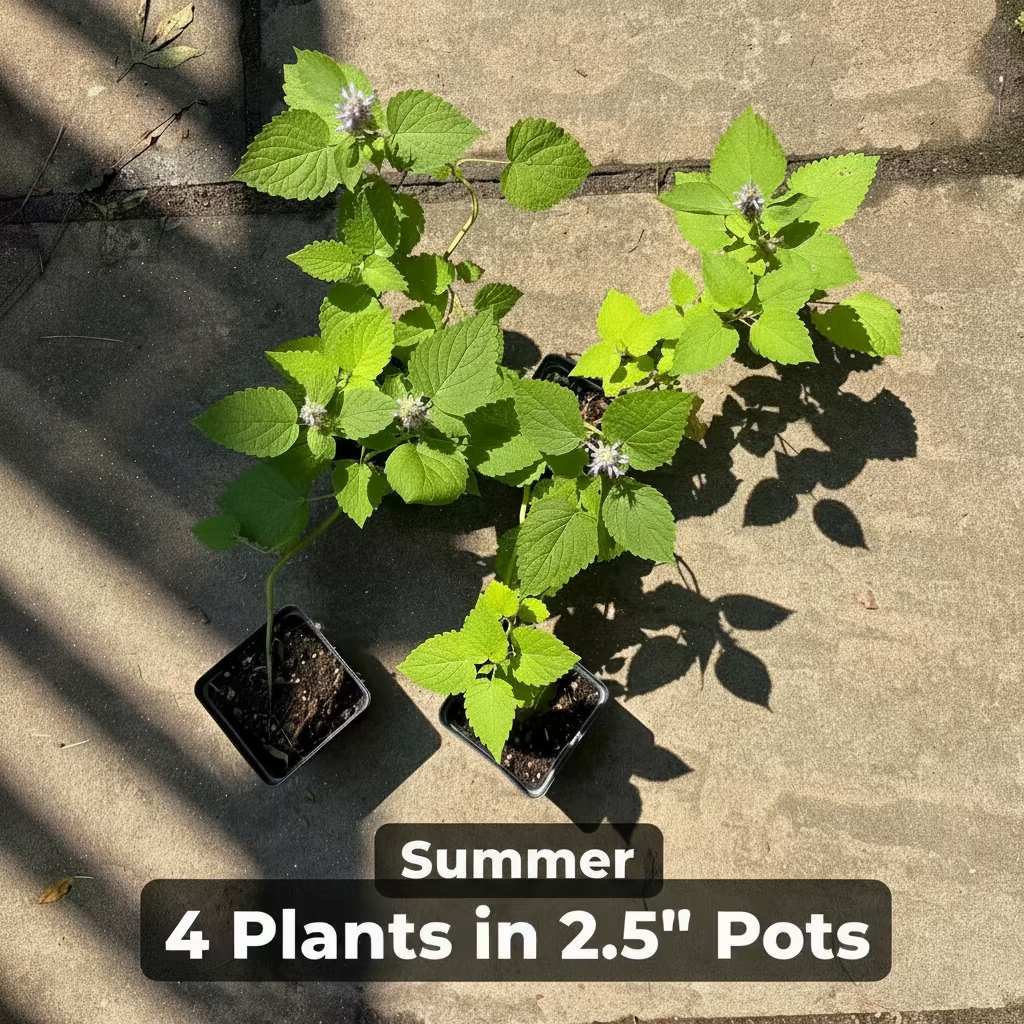 Anise Hyssop Live Plants (Agastache rugosa) – White & Purple Mix, Deer Resistant Perennial, Zones 4–9