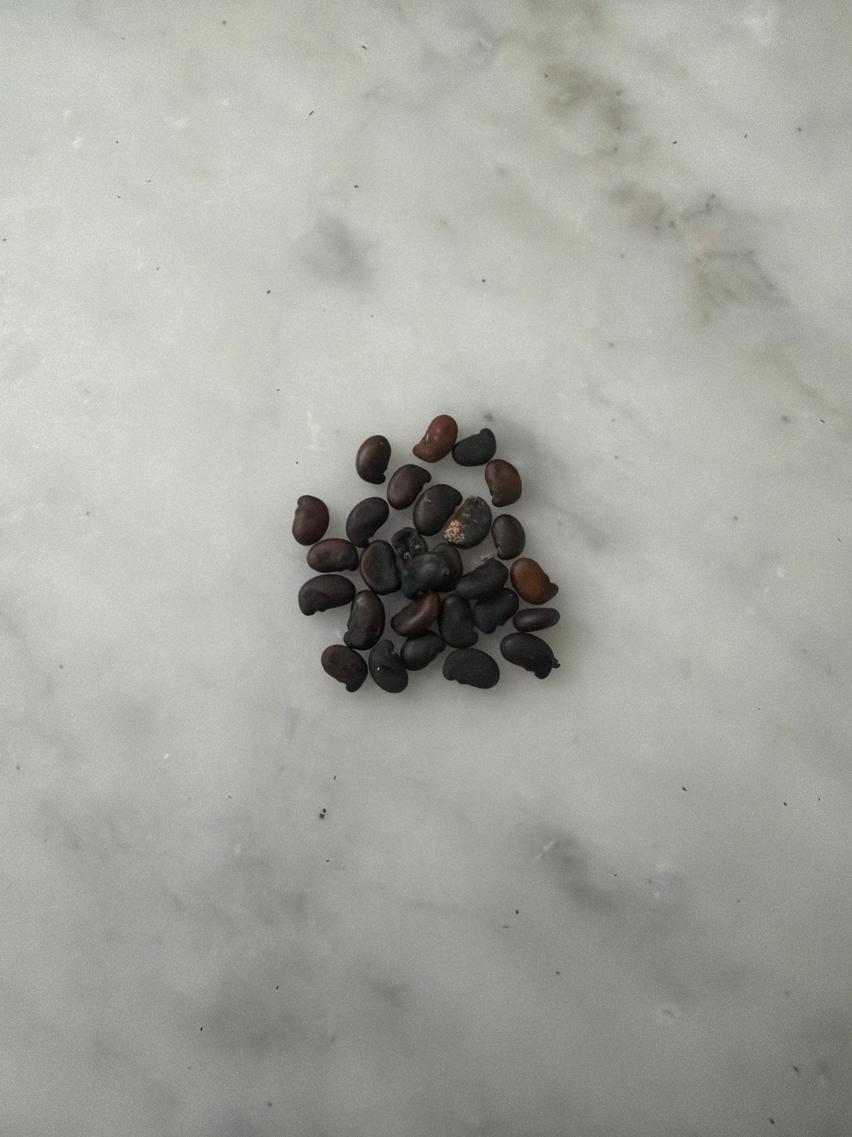 Blue False Indigo Seeds (Baptisia australis)