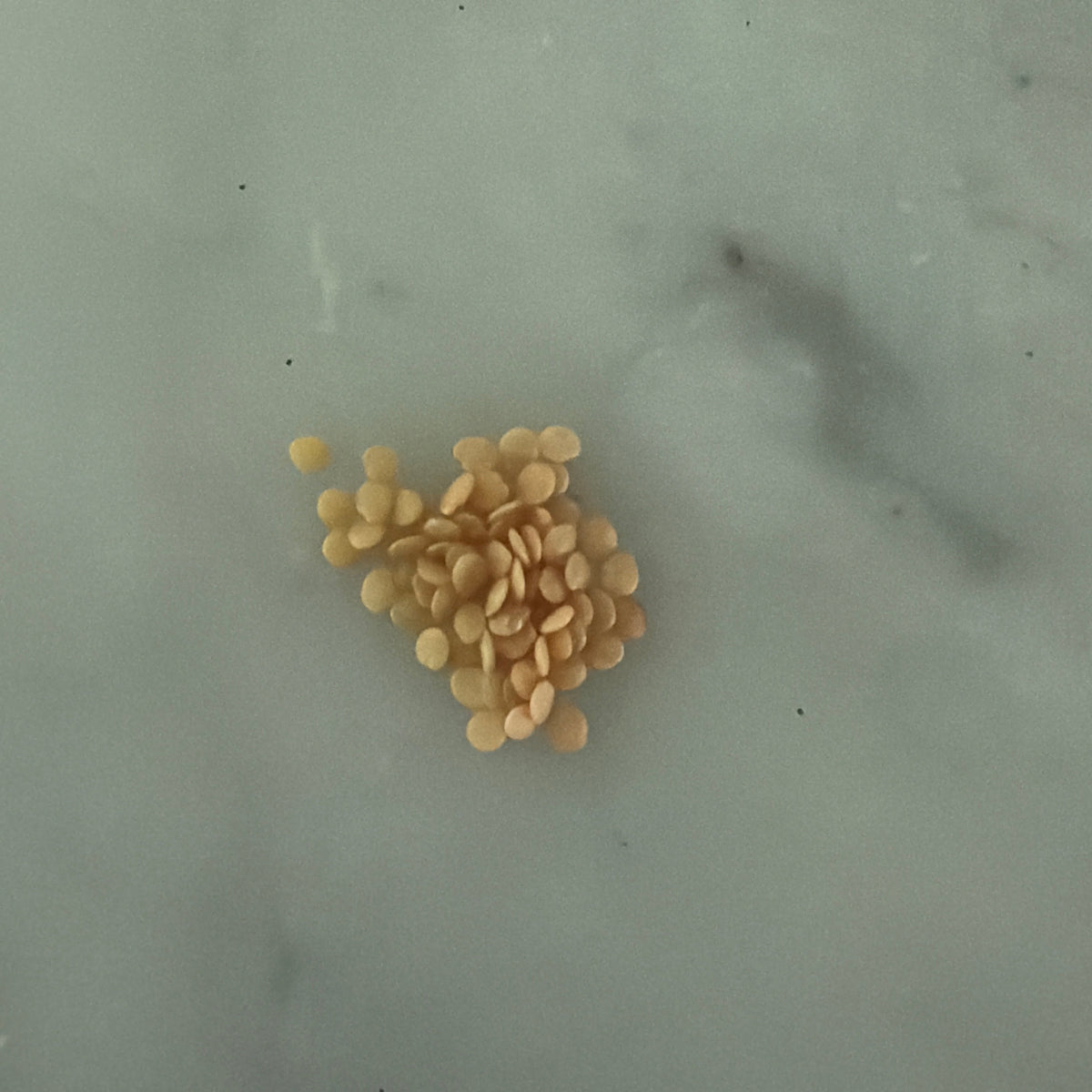 50 Pineapple Ground Cherry Seeds