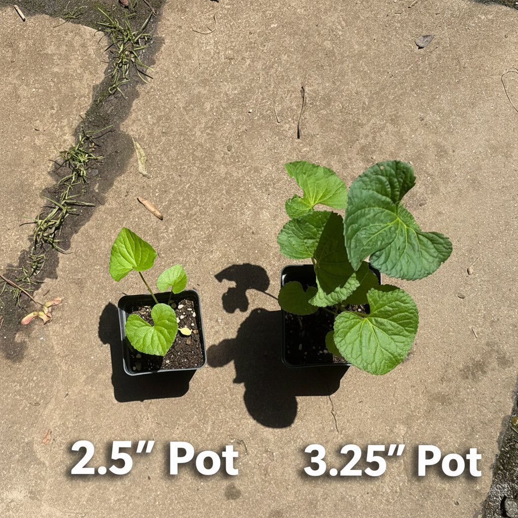 Native Purple Violet (Viola sororia) Live Plants – East Coast Native Ground Cover, Zones 3–8