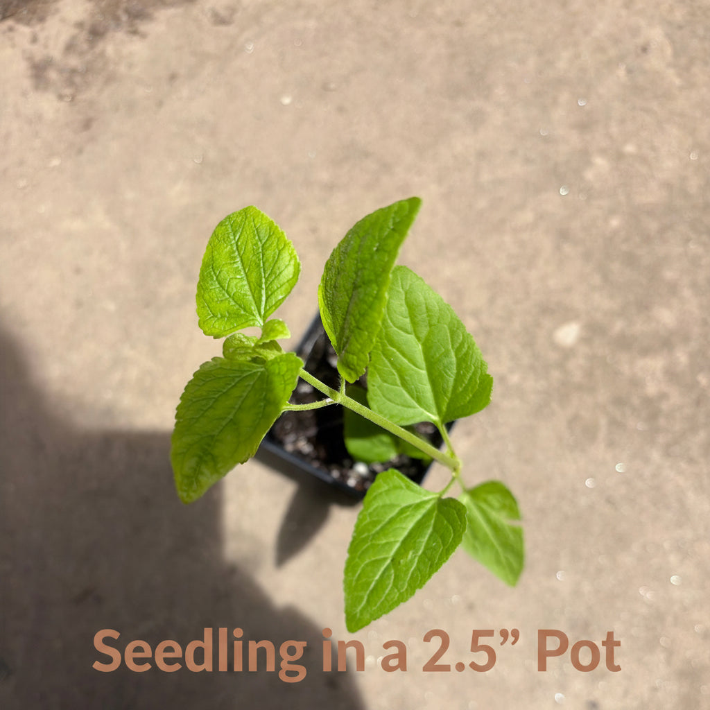 Goji Berry Live Plants – Productive Fruiting Shrub, High Antioxidants, Perennial, Zones 5–9 — plant detail