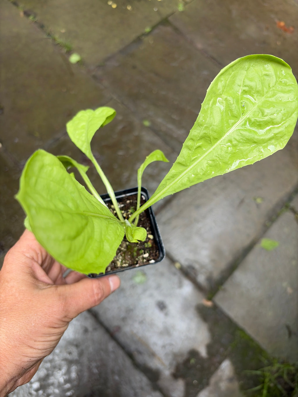 Radicchio 'Rosa di Veneto' Live Plant