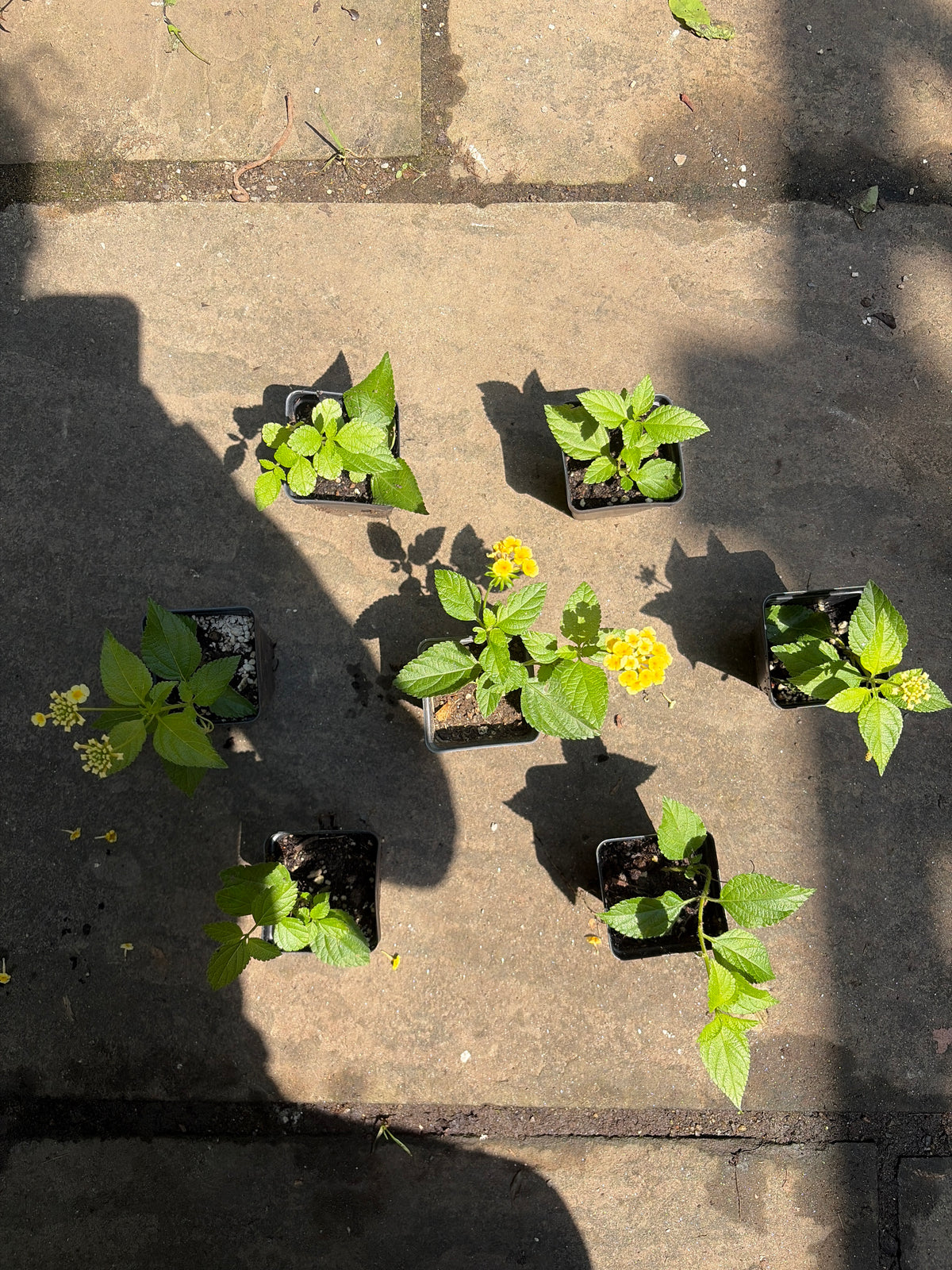 Chapel Hill Yellow Hardy Lantana Live Plant – Hardy Perennial, Butterfly Magnet, Zones 7+ — plant detail