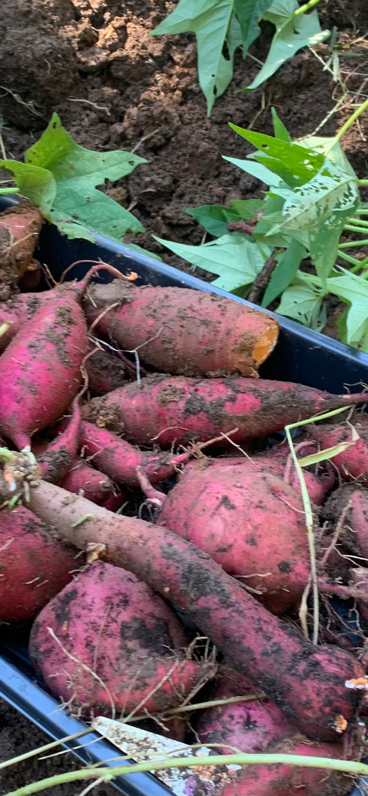 Organic Sweet Potato Starts - Slips or Potted Plants