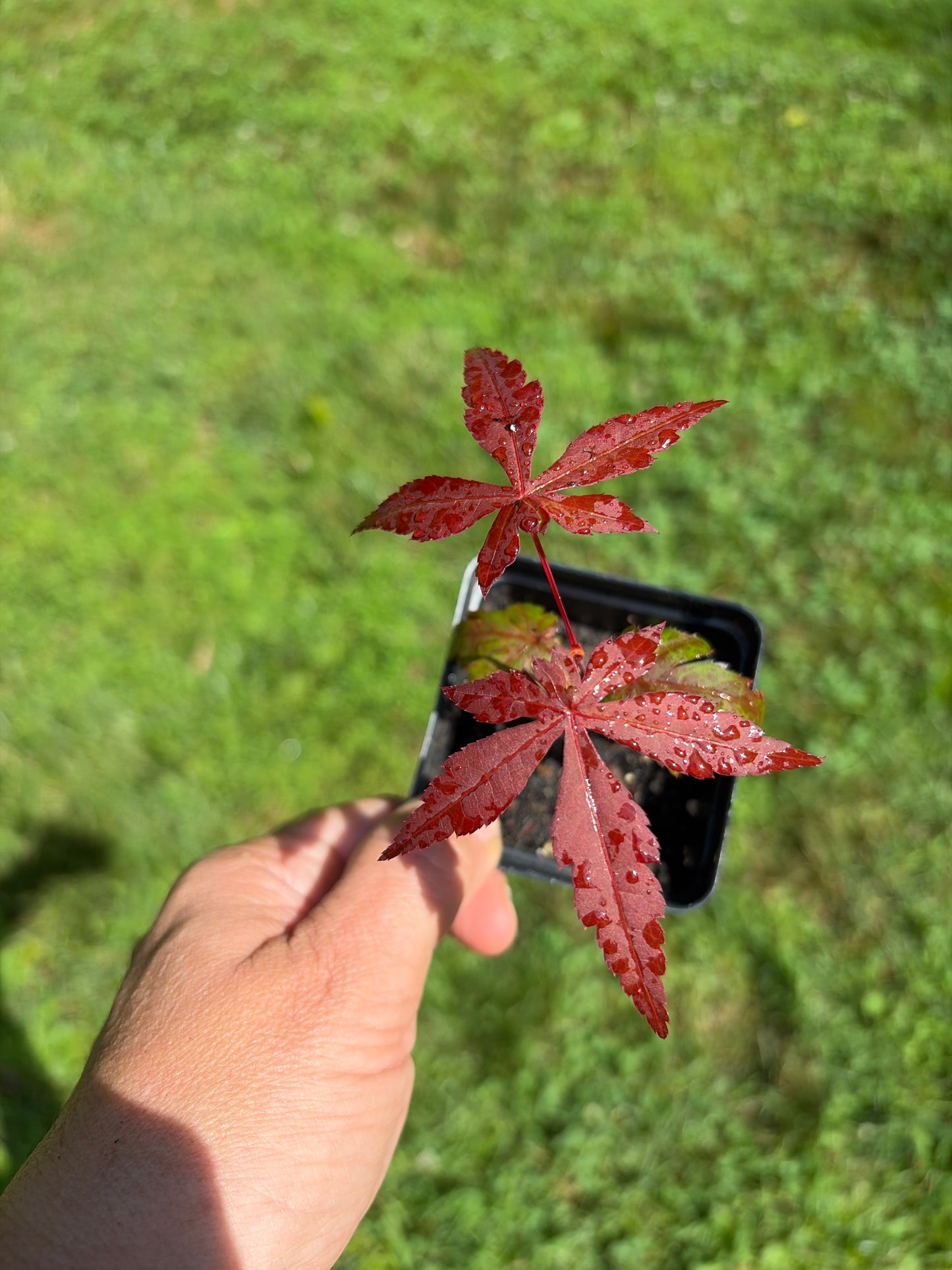 Upright Japanese Maple (Acer palmatum) Live Tree – Ornamental, Stunning Fall Color, Zones 5–8
