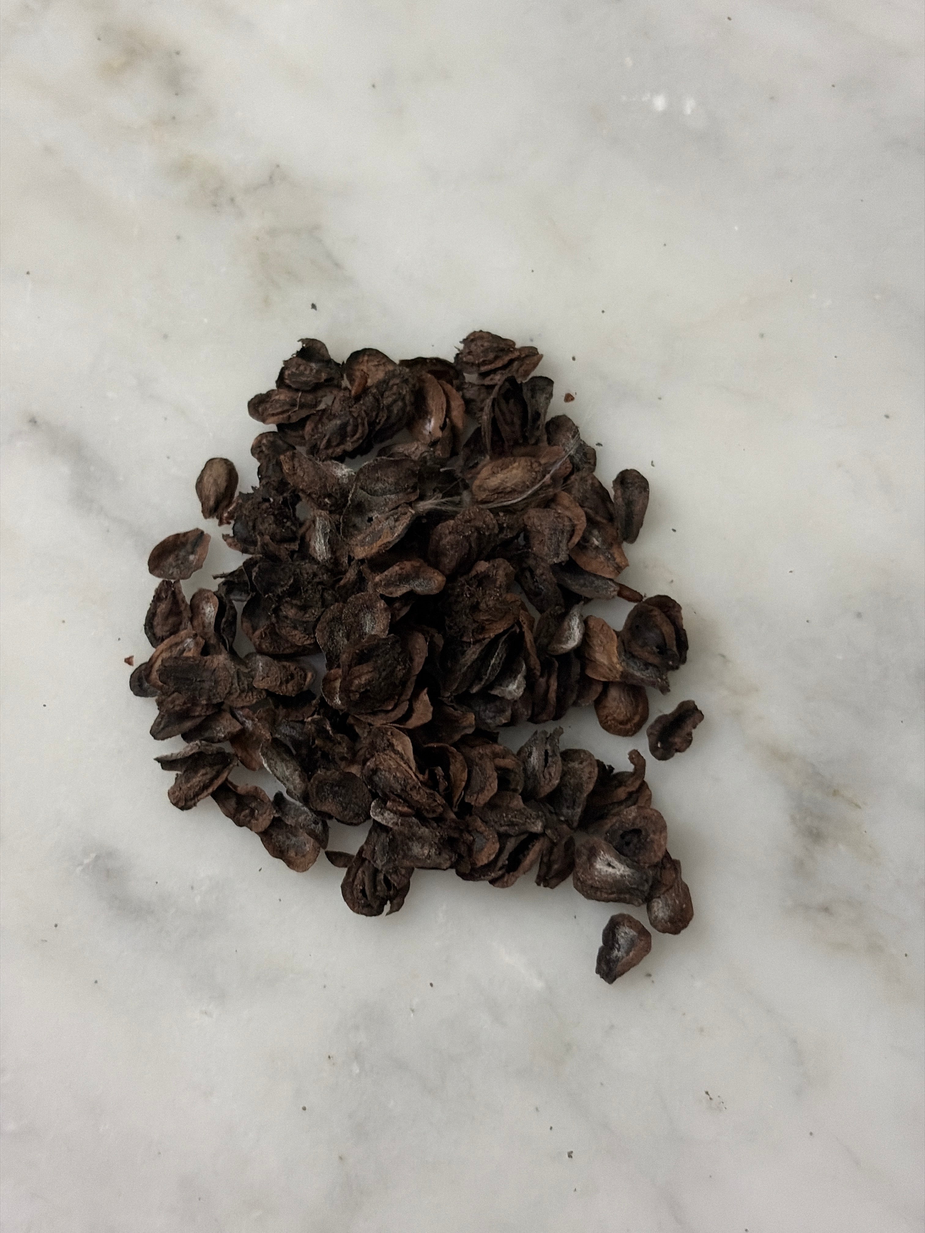 Common Milkweed Seeds
