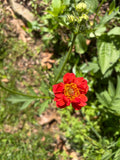 Geum 'Mrs. J. Bradshaw' (Feuerball) Live Plants – Semi-Double Red Blooms, Perennial, Zones 4–10