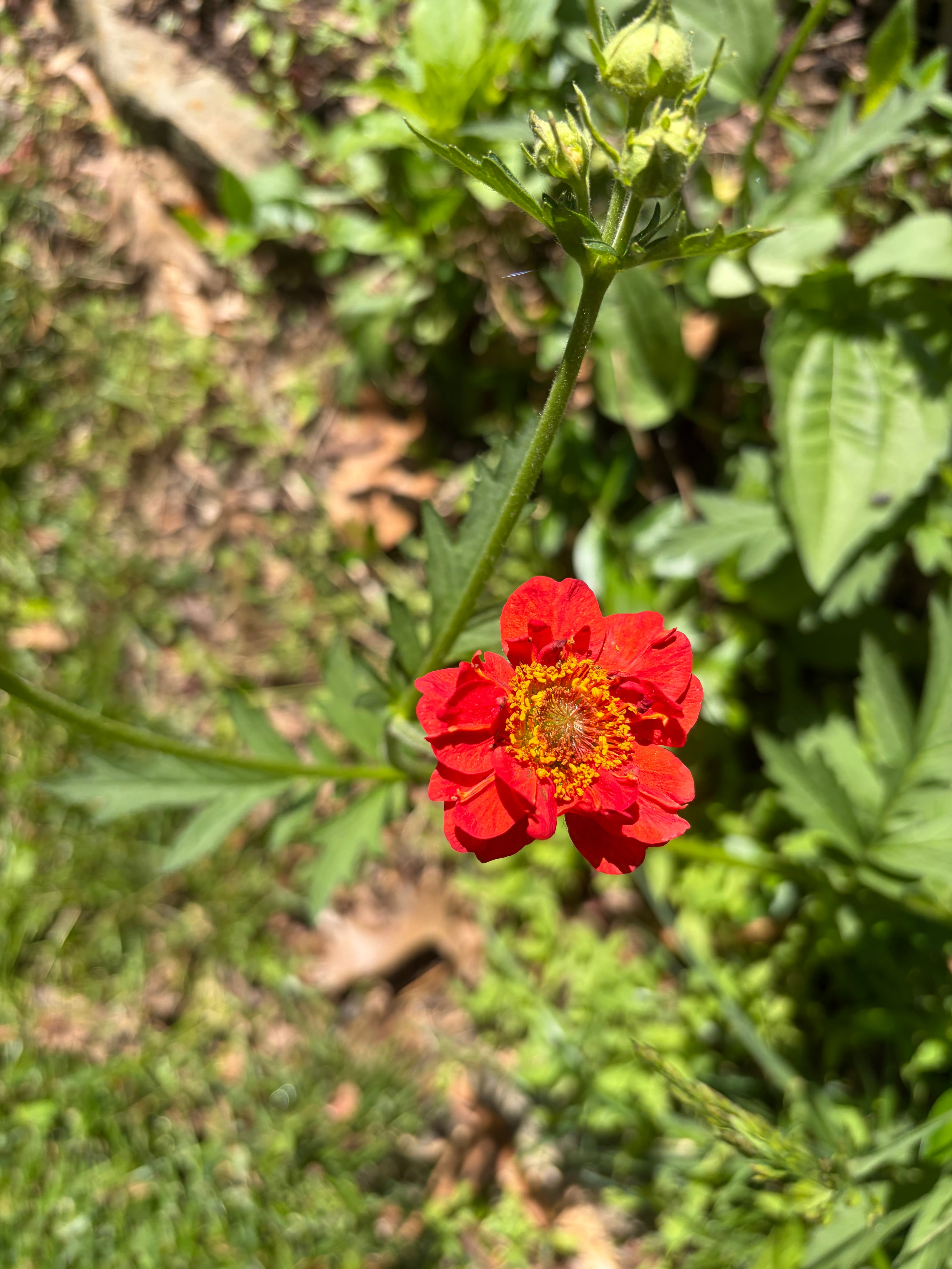 Geum 'Mrs. J. Bradshaw' (Feuerball) Live Plants – Semi-Double Red Blooms, Perennial, Zones 4–10