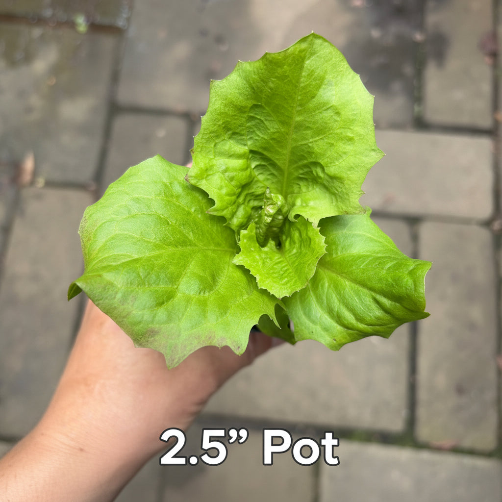 Radicchio 'Mirabella' (Castelfranco) Live Plant – Extra-Early Italian Heirloom, Zones 5–9