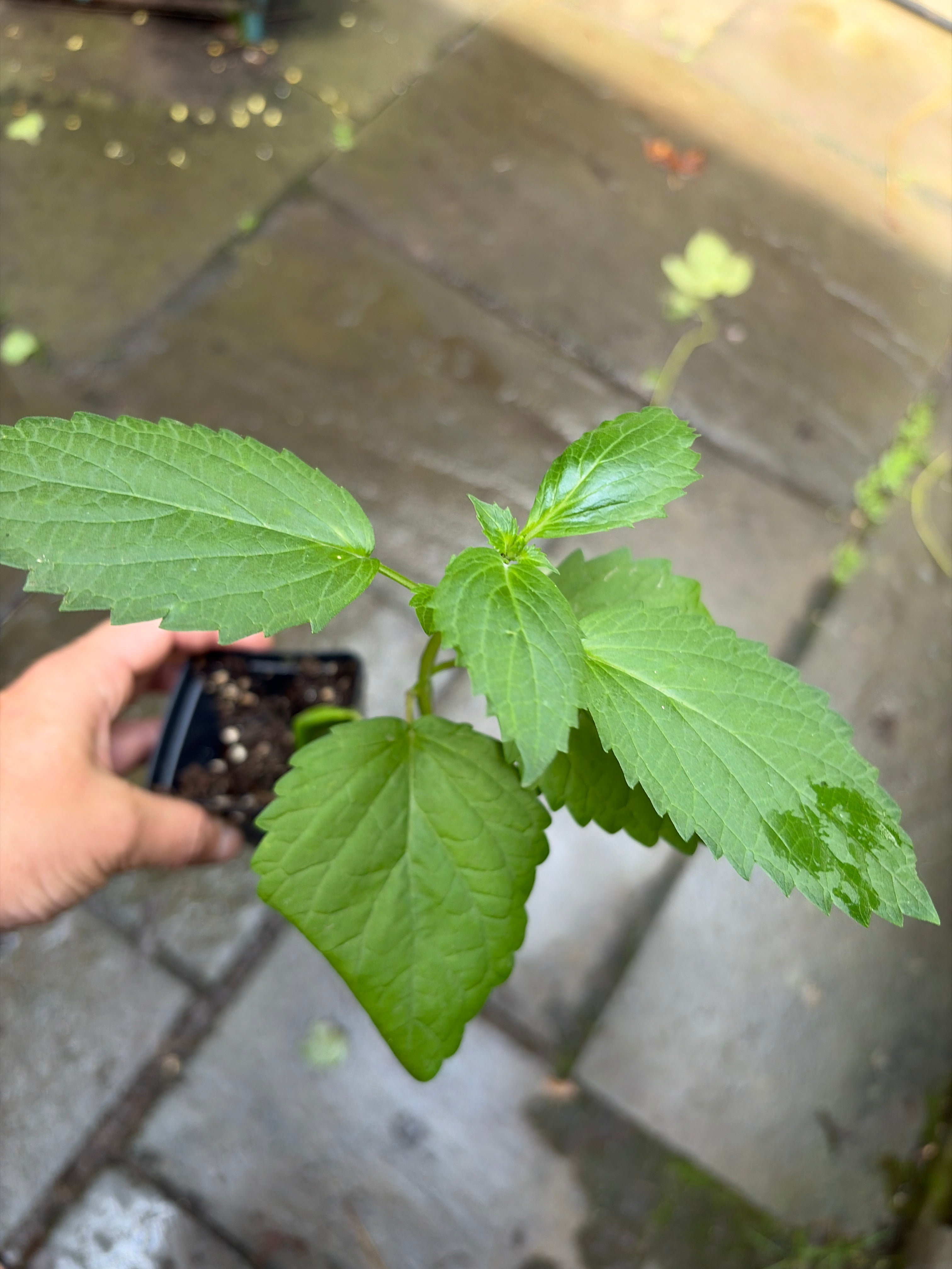 Yellow Giant Hyssop (Agastache Nepetoides) Live Plant